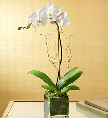 Elegant Orchid