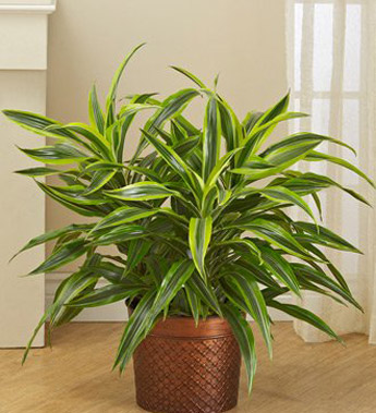 Dracaena Gold Star Floor Plant