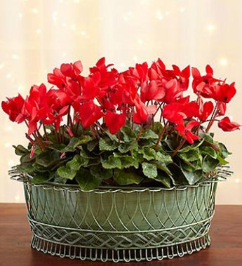 Blooming Cyclamen