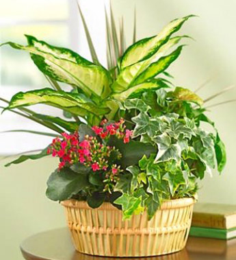 Planter Basket