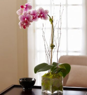 Blushing Pink Orchid