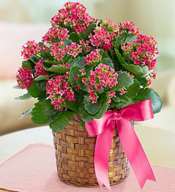 Kalanchoe Basket