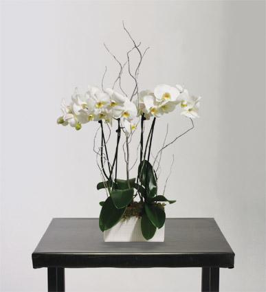 Simple Elegance Orchid