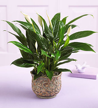 Serene Peace Plant