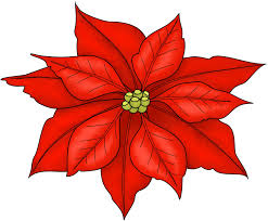 POINSETTIA-MED